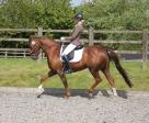 ideal FEI junior / young rider