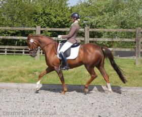ideal FEI junior / young rider