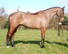 16HH 6YRS ISH Gelding