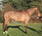 16.2HH 5YRS ISH BAY GELDING