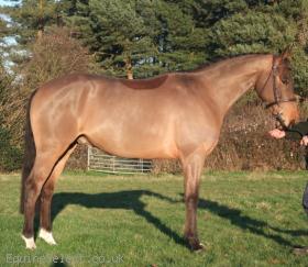 16.2HH 5YRS ISH BAY GELDING