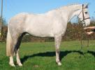 16.3HH 6YRS ID X GELDING