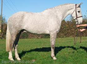 16.3HH 6YRS ID X GELDING