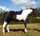 17.1HH ID X 6YRS COLOURED GELDING