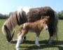 P/B American Miniature Horse Mare with foal 